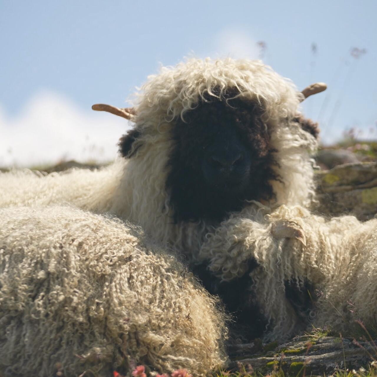 A Swiss NGO wants to protect both sheep and wolves. Its plan